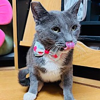adopt a pet