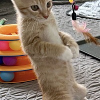 adopt a pet