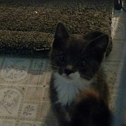 Thumbnail photo of Shelly (gas station kittens) #2
