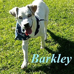 Thumbnail photo of Barkley #2