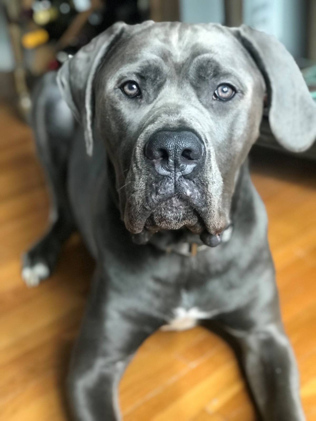 75 Blue Cane Corso Grey Image Bleumoonproductions