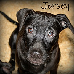 Thumbnail photo of Jersey ~ meet me! #1