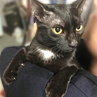 Brooklyn Animal Action Adoptable Pets