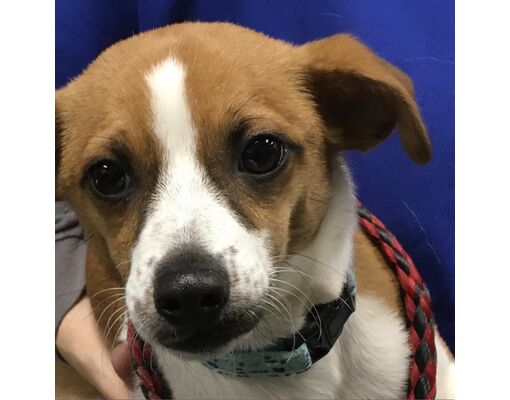 Greenville, SC - Chihuahua/Mixed Breed (Medium). Meet Rigoletto/Lennie ...