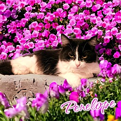 Thumbnail photo of Penelope Pussycat #1