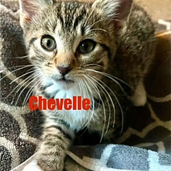 Photo of CHEVELLE Kitten