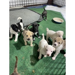 Thumbnail photo of 9 Puppies #4