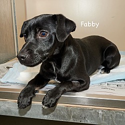 Photo of *FABBY*