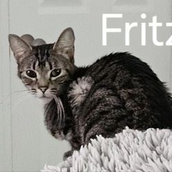 Thumbnail photo of Fritzie #2