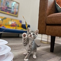 adopt a pet