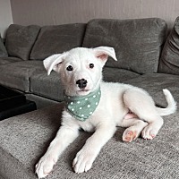adopt-pet