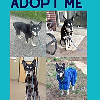 adopt a pet