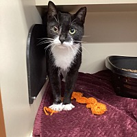 adopt a pet