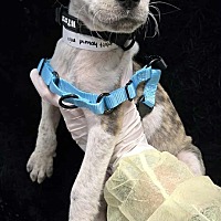 adopt a pet