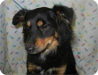 black and tan sheepdog