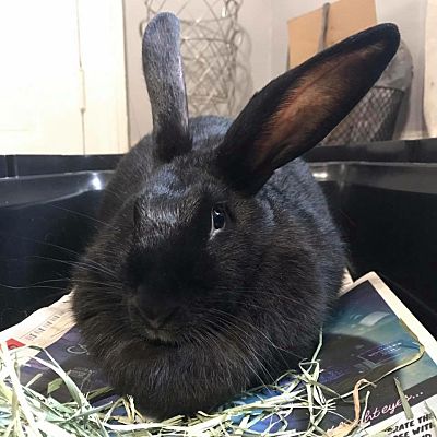 giant rabbit adoption