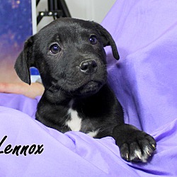 Thumbnail photo of Lennox~adopted! #1