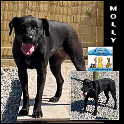 Photo of Molly