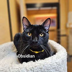 Thumbnail photo of Obsidian #1