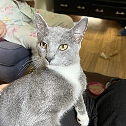 Photo of Stello
