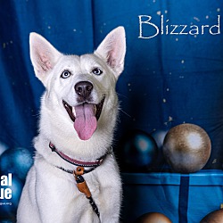 Thumbnail photo of Blizzard #2