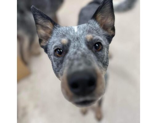 Kanab, UT - Australian Cattle Dog/Mixed Breed (Medium). Meet Main ...