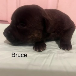 Thumbnail photo of Bruce #3