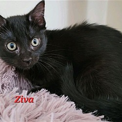 Photo of Ziva (24-329)