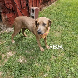 Photo of Vega