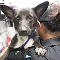 adopt a pet