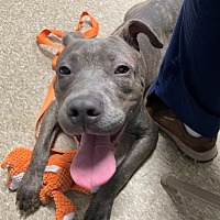 adopt a pet
