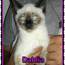 Thumbnail photo of Dahlia #1
