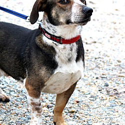 Thumbnail photo of Fred~adopted! #2