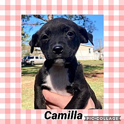 Thumbnail photo of Camilla #2