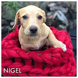 Thumbnail photo of NIGEL #1