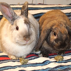Thumbnail photo of Brownie & Marble #4