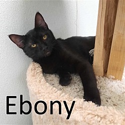 Thumbnail photo of Ebony #3