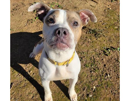 Sacramento, CA - American Pit Bull Terrier. Meet *AQUA a Pet for ...