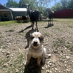 Olympia, WA - Australian Cattle Dog/Husky. Meet Mad Eye Moody a Pet for ...