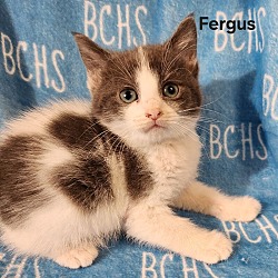 Photo of Fergus  - available soon