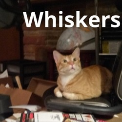 Photo of Whiskers *Bonded w/ Velcro*- City of Industry Location