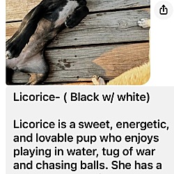 Thumbnail photo of Licorice #4