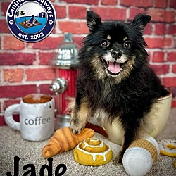 Thumbnail photo of Jade #1