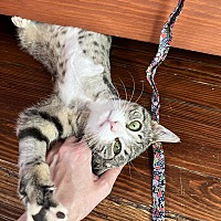 adopt a pet