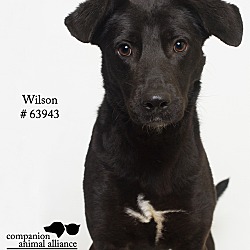 Thumbnail photo of Wilson #2