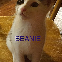 Thumbnail photo of Beanie-new home w. Porkie 9-09 #1