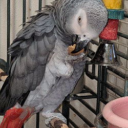 Thumbnail photo of Chicka’ The African Grey #4
