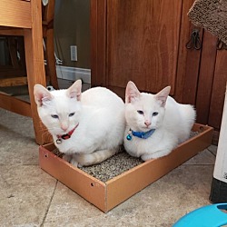 Photo of Marshmallow and Snowball