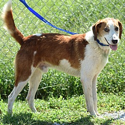 Cross Your Paws Rescue in Irwin, Pennsylvania