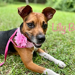 Photo of LILLY BUG